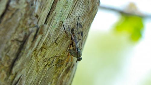Réf. 203 926 : Rhagio scolopaceus